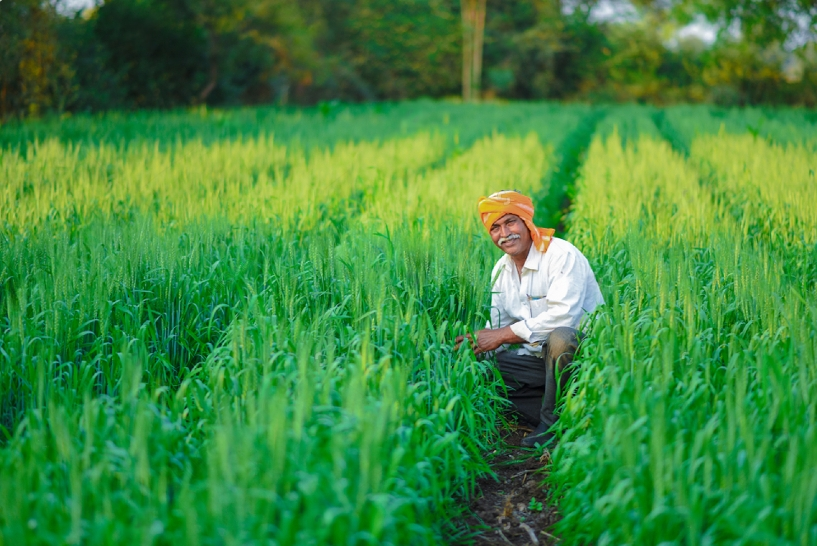 Indian Farmer in fields